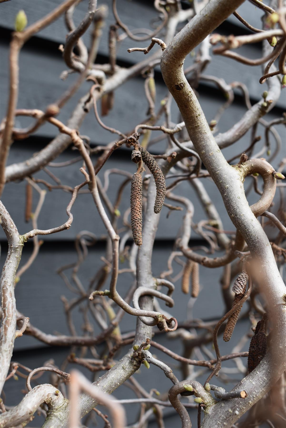 Corylus avellana 'Contorta' | Corkscrew Hazel - 160-180cm, 35lt
