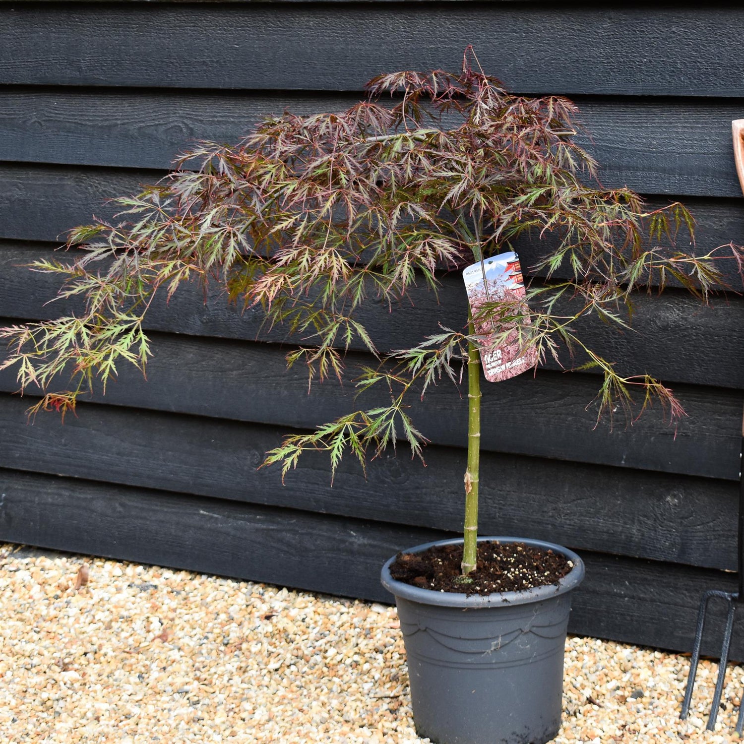 Acer palmatum 'Crimson Queen' | Weeping Japanese Maple - Three Quarter Standard - Clear Stem 160 - Height 180-190cm - 30lt
