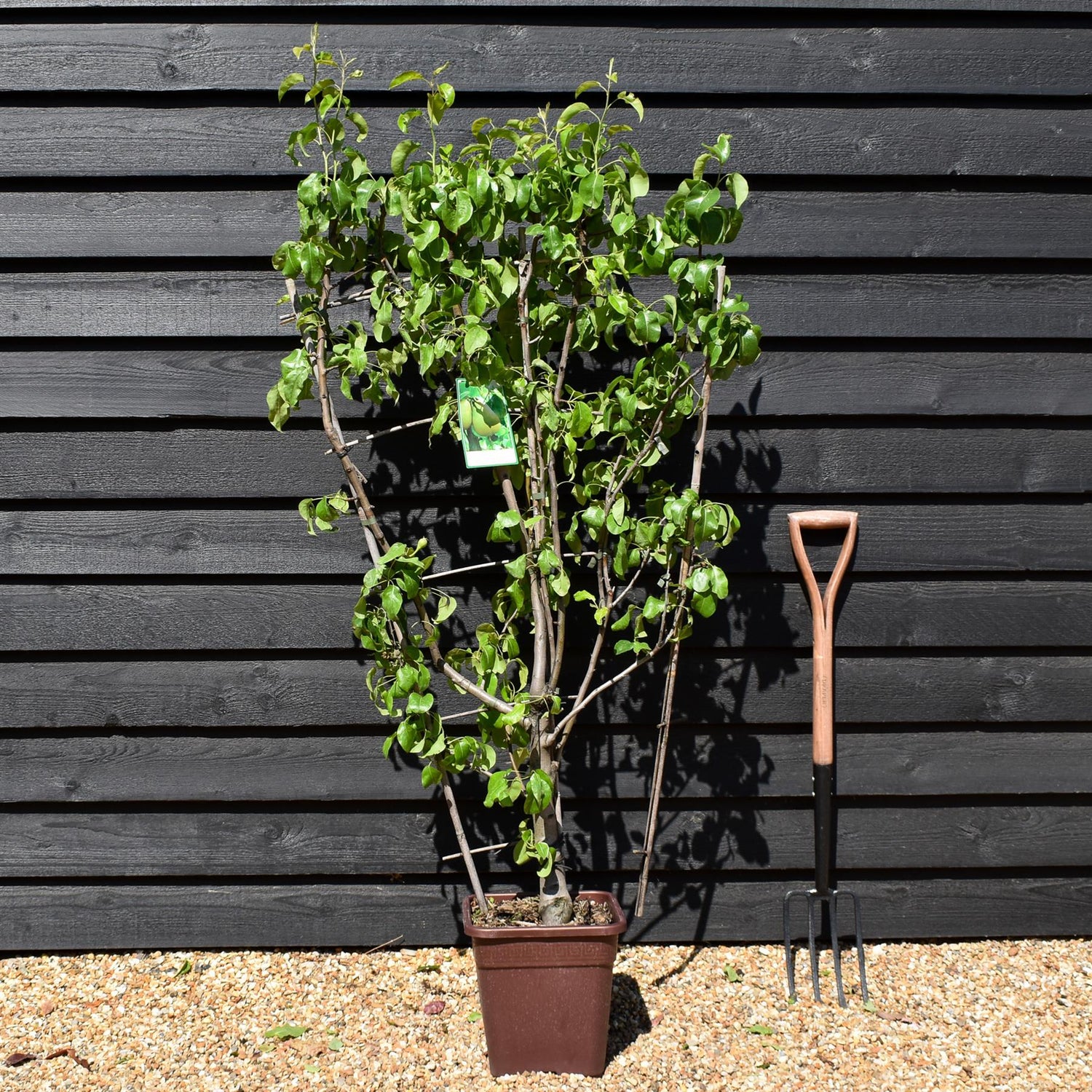 Pear tree 'Beurre Hardy' | Pyrus communis - Frame - Height 140-150cm - 15lt