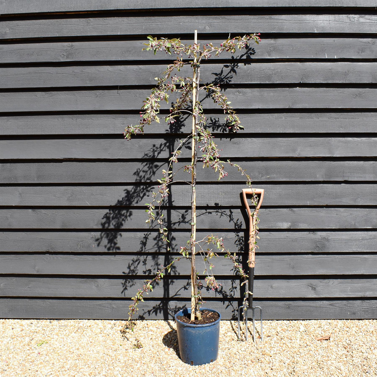 Arandel Tree Malus Crimson Cascade | Purple Weeping Crab Apple Tree - 200-250cm, 10 ...