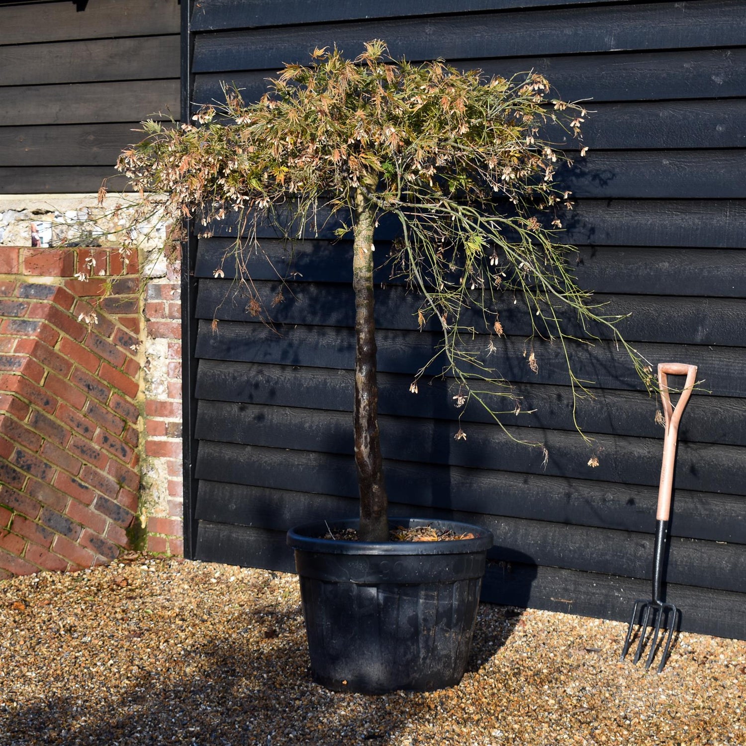 Acer palmatum dissectum | laceleaf Japanese maple -  Clear Stem 110cm - Height 140-150cm - 90lt