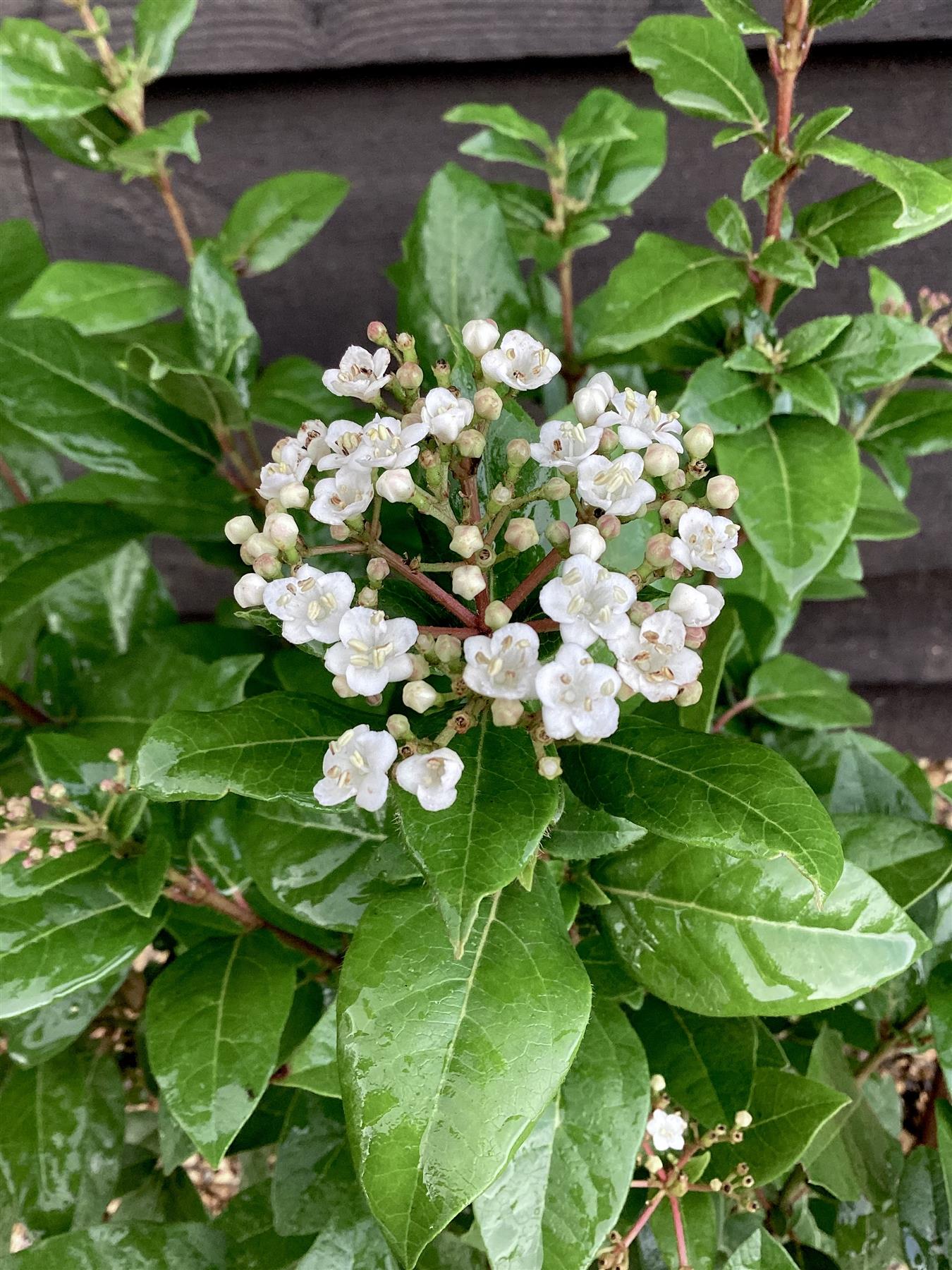 Viburnum tinus Eve Price - 40-50cm, 10lt
