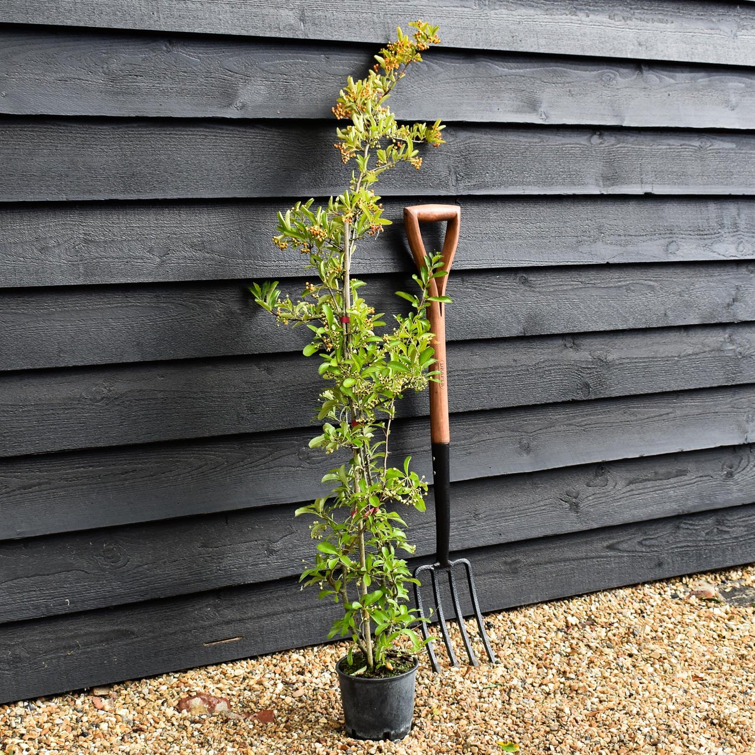 Pyracantha | Firethorn - 10-40cm, 3lt