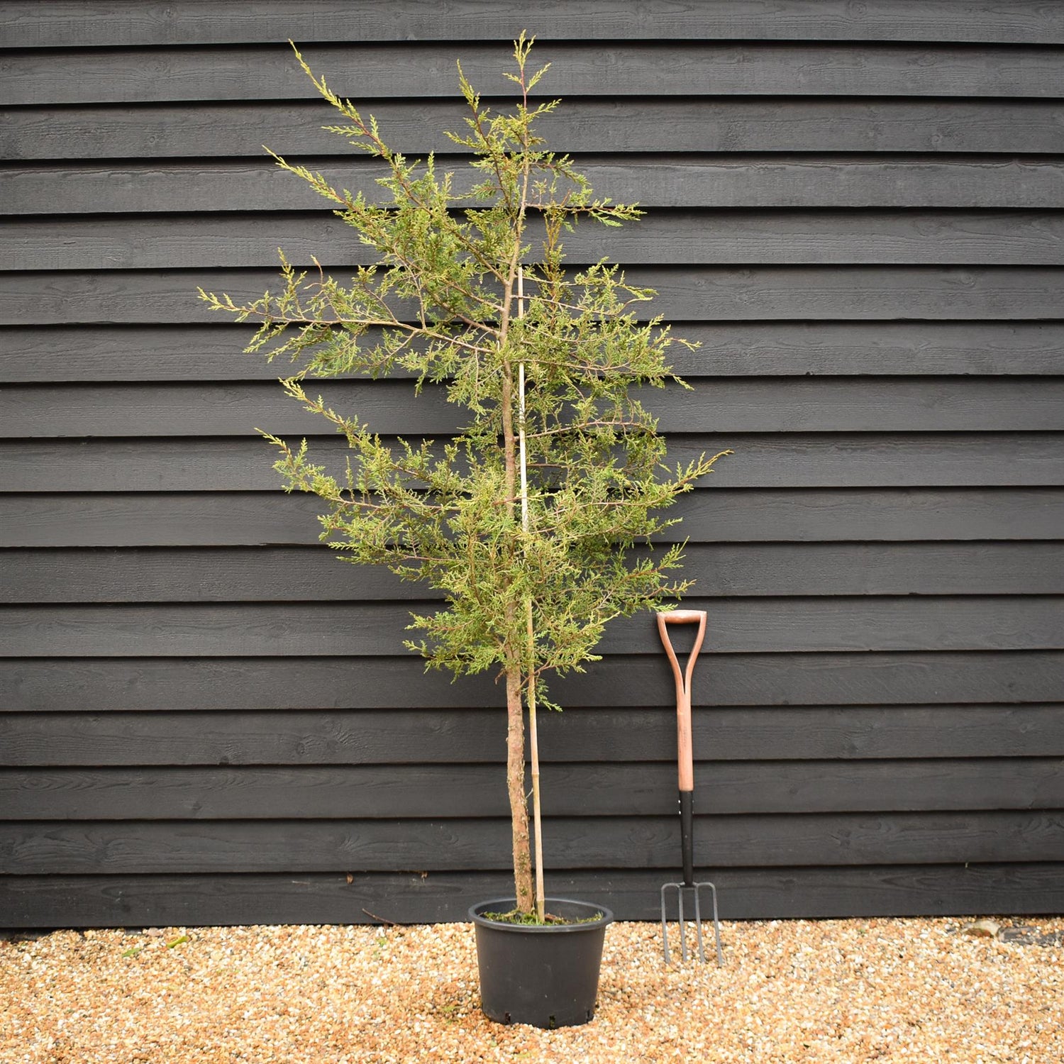 Cupressocyparis leylandii 'Castlewellan Gold' - Clear Stem 70cm - Height 180-200cm - 20lt