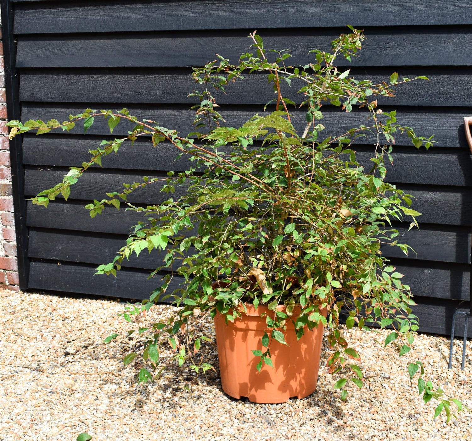 Kolkwitzia amabillis 'Pink Cloud' Height 80-100cm - Bushy - 45lt