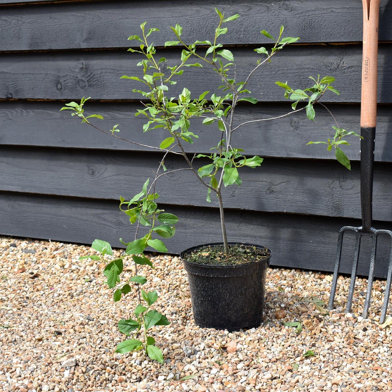 Frangula Alnus - Alder Buckthorn - Height 50-60cm - Bushy - 5lt