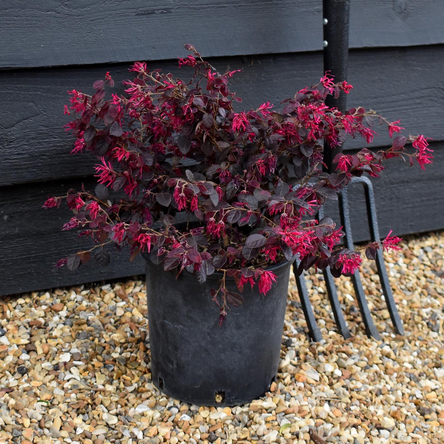 Loropetalum chinense Black Pearl | Chinese Fringe Flower -  Height 25-35cm - 3lt