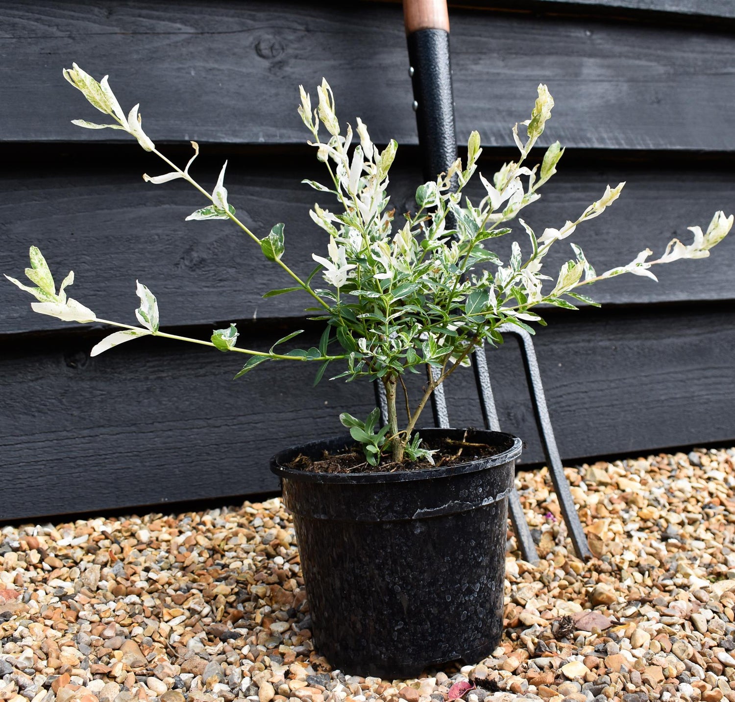 Salix integra 'Hakuro-nishiki' - Height 15-25cm - Bushy - 3lt