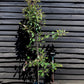 Photinia x fraseri Red Robin - Tree - 180 - 200cm - 12lt
