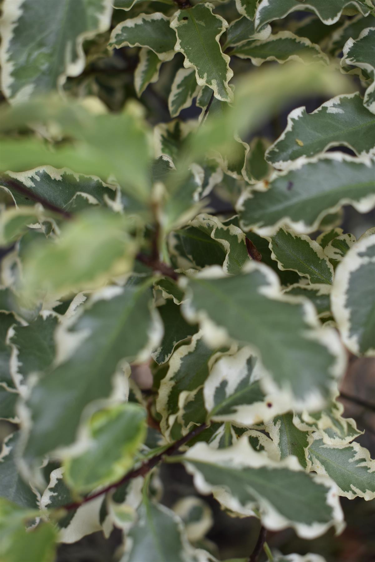 Pittosporum tenuifolium 'Elizabeth' - 80-130cm - 20lt