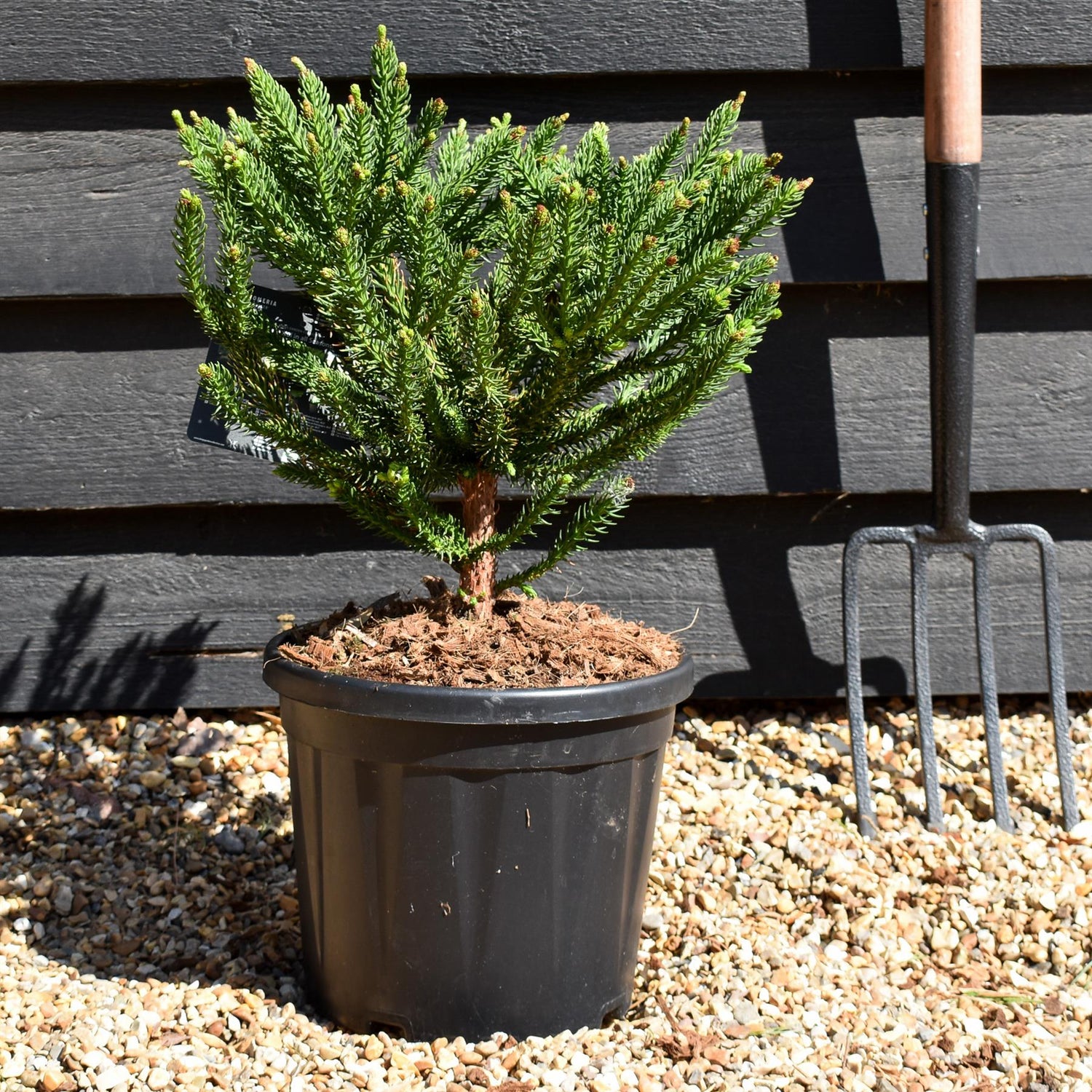 Cryptomeria japonica 'Dinger' | Japanese Cedar - Height 30cm - 8lt