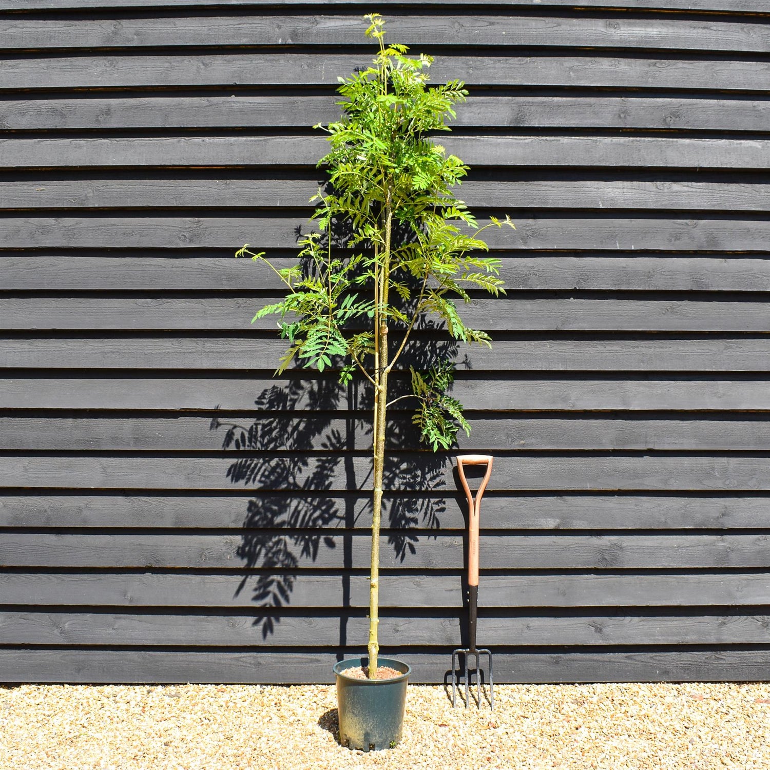 Sorbus aucuparia Asplenifolia | Rowan | Mountain Ash - Height 180-200cm - 12lt