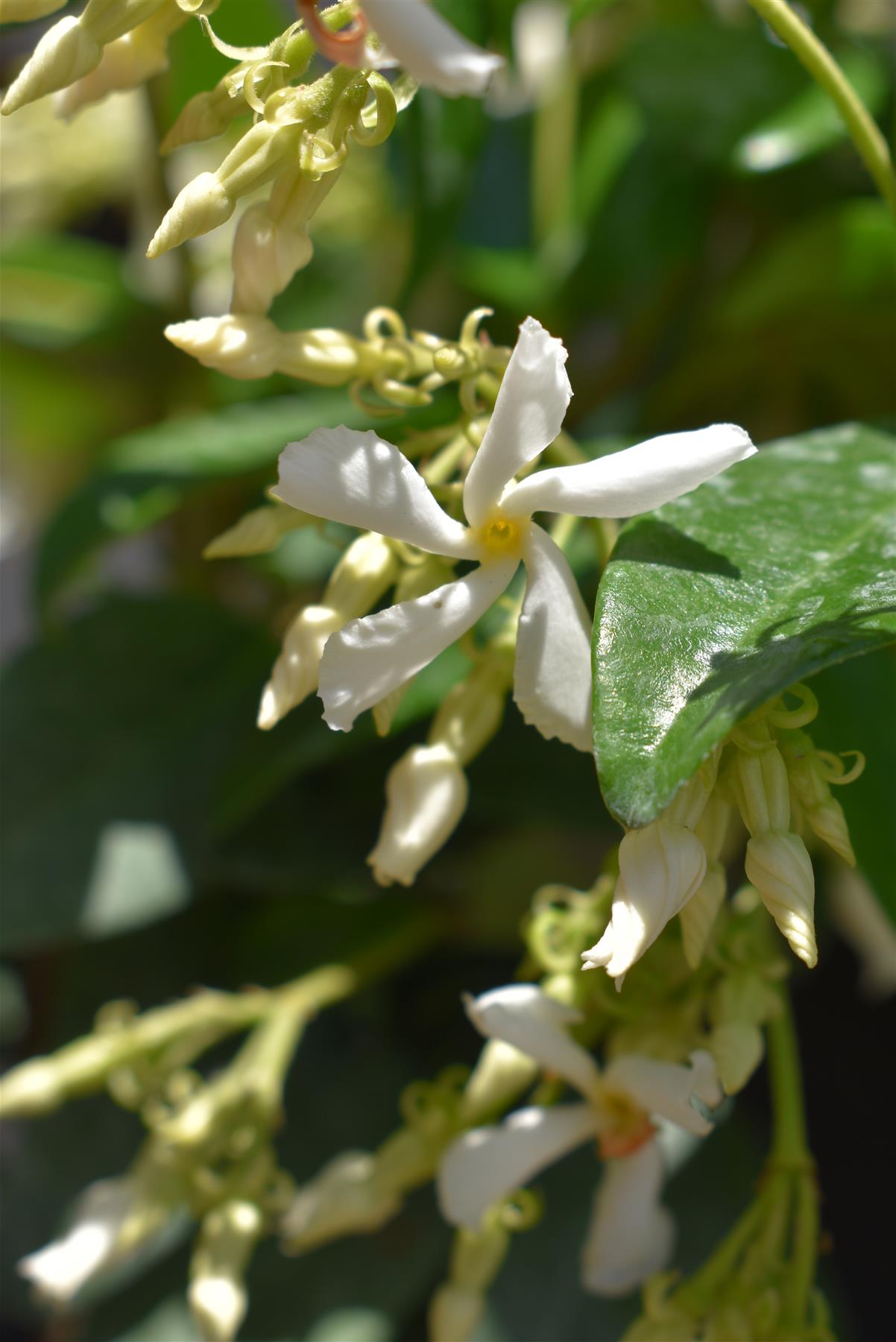 Trachelospermum Jasminoides - Height - 60-90cm - 4lt
