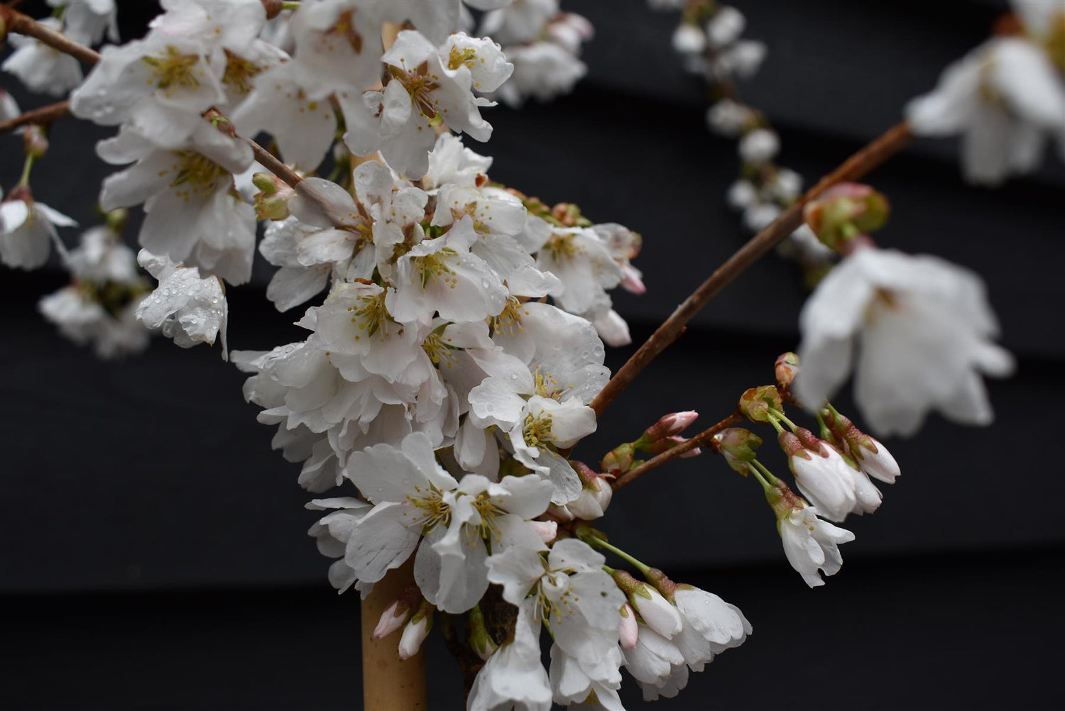 Prunus 'Snow Showers' | Weeping Cherry ‘Snow Showers’ - Height 170-200cm, 10lt