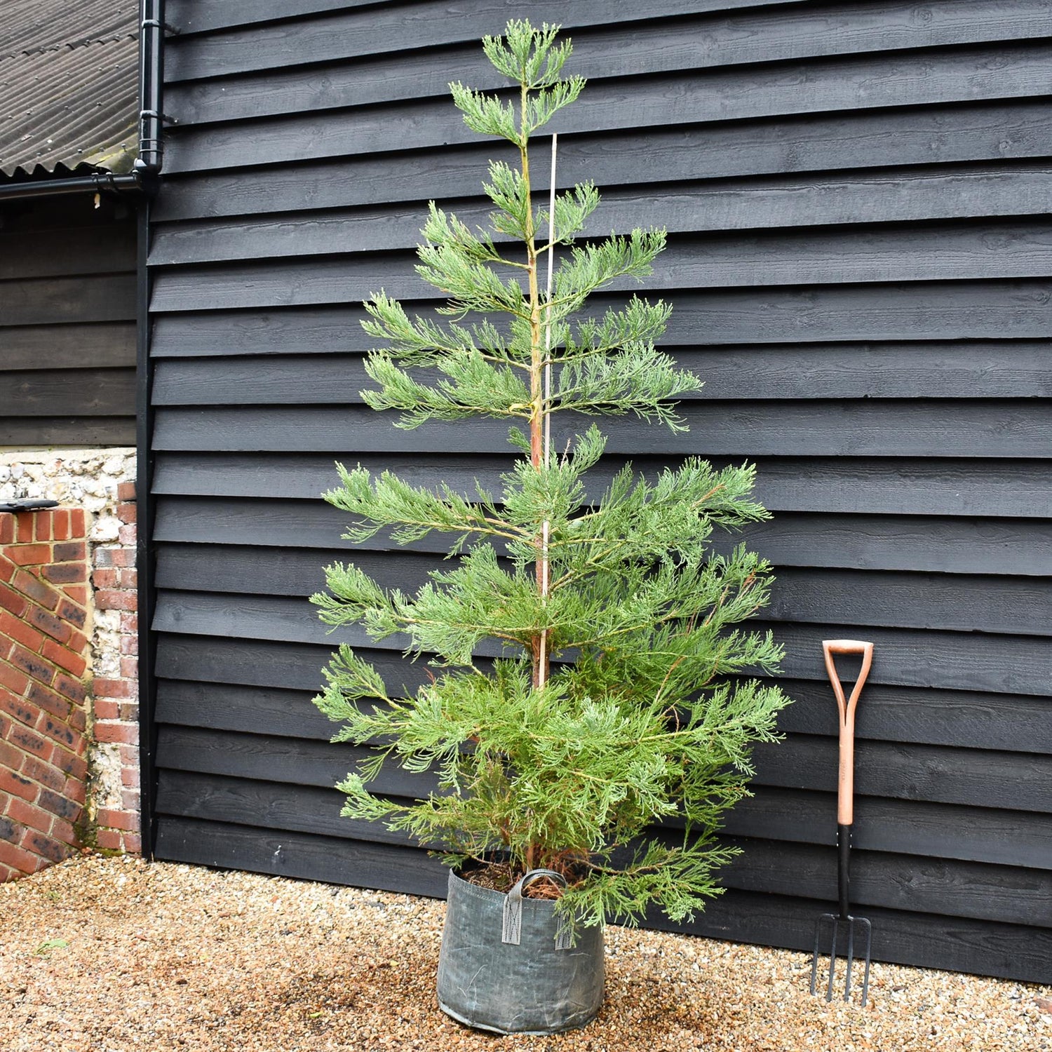 Sequoiadendron giganteum | Giant redwood - Height 175cm - Width 150-175cm - 90lt