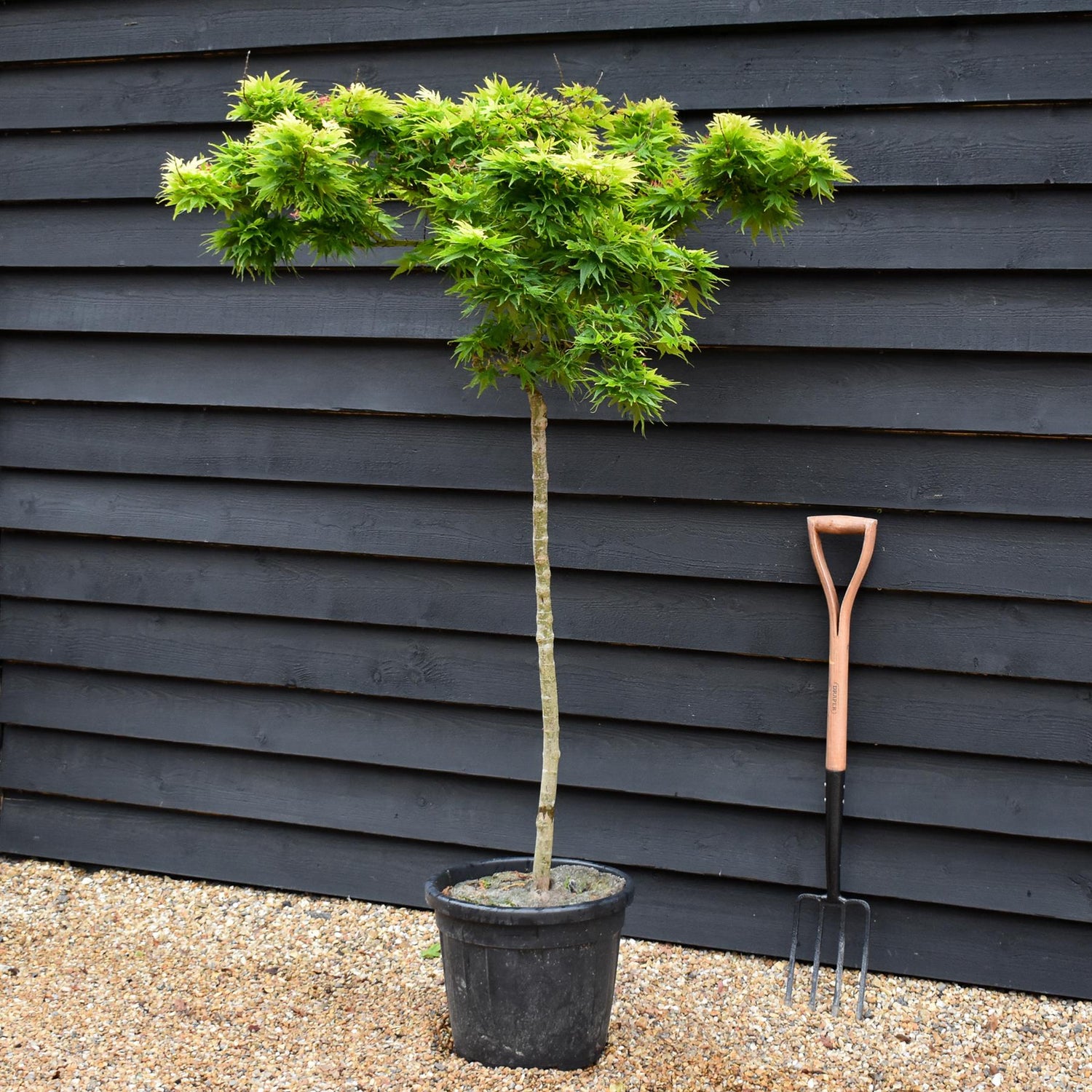 Acer palmatum 'Mikawa yatsubusa' | Japanese Maple - Clear Stem - Half Standard (100cm) - Height 145cm - 50lt