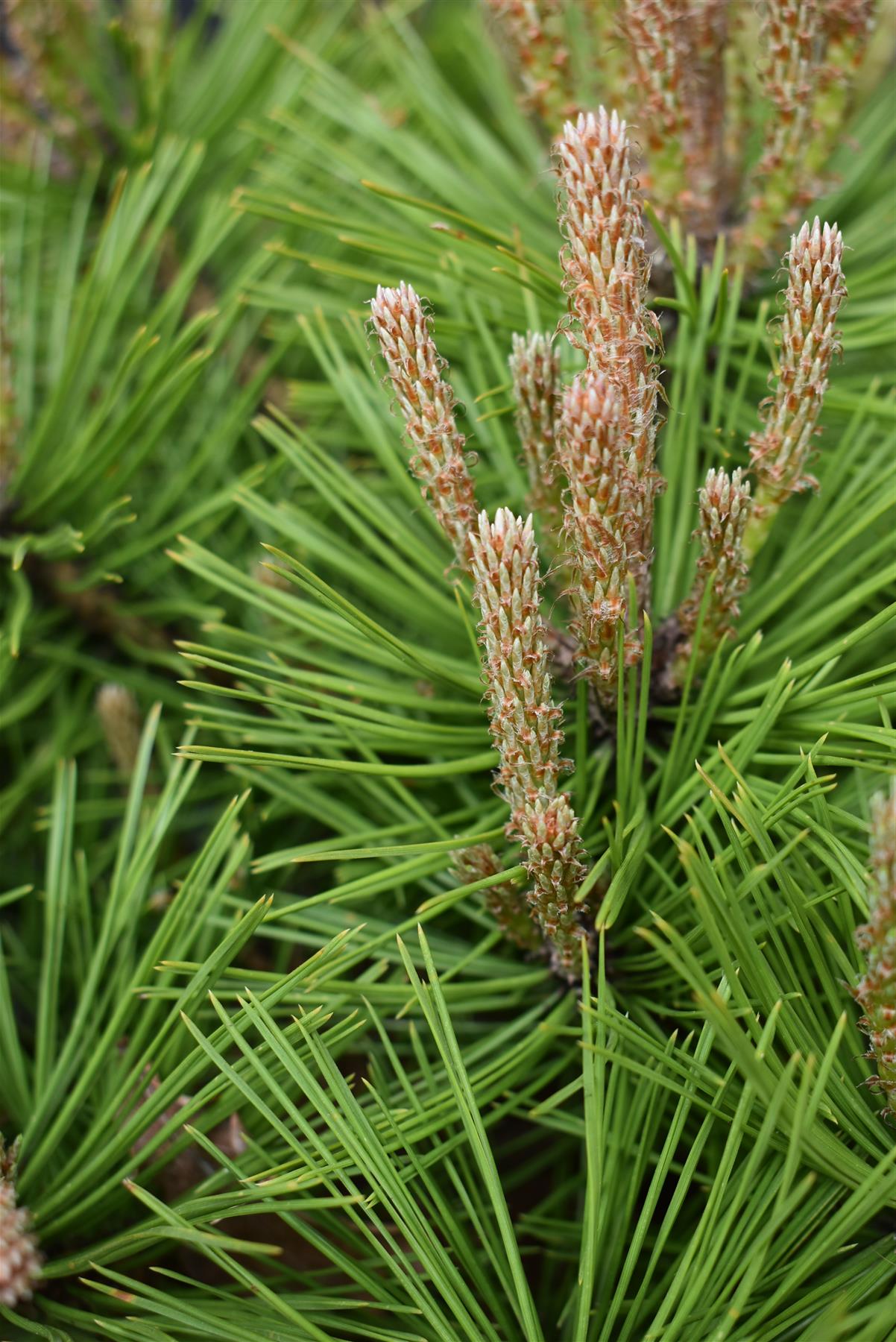 Pinus densiflora 'Low Glow' | Japanese red pine 'Low Glow' - Height 30cm - Width 50cm - 10lt