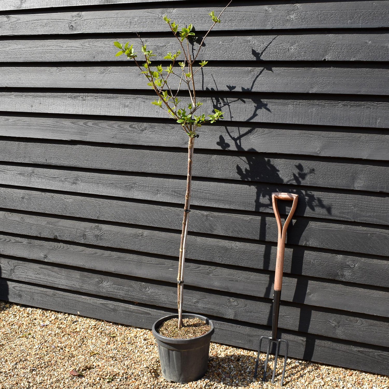 Hydrangea paniculata 'Diamantino' - Stem 100cm - Height 140-160cm - 15lt