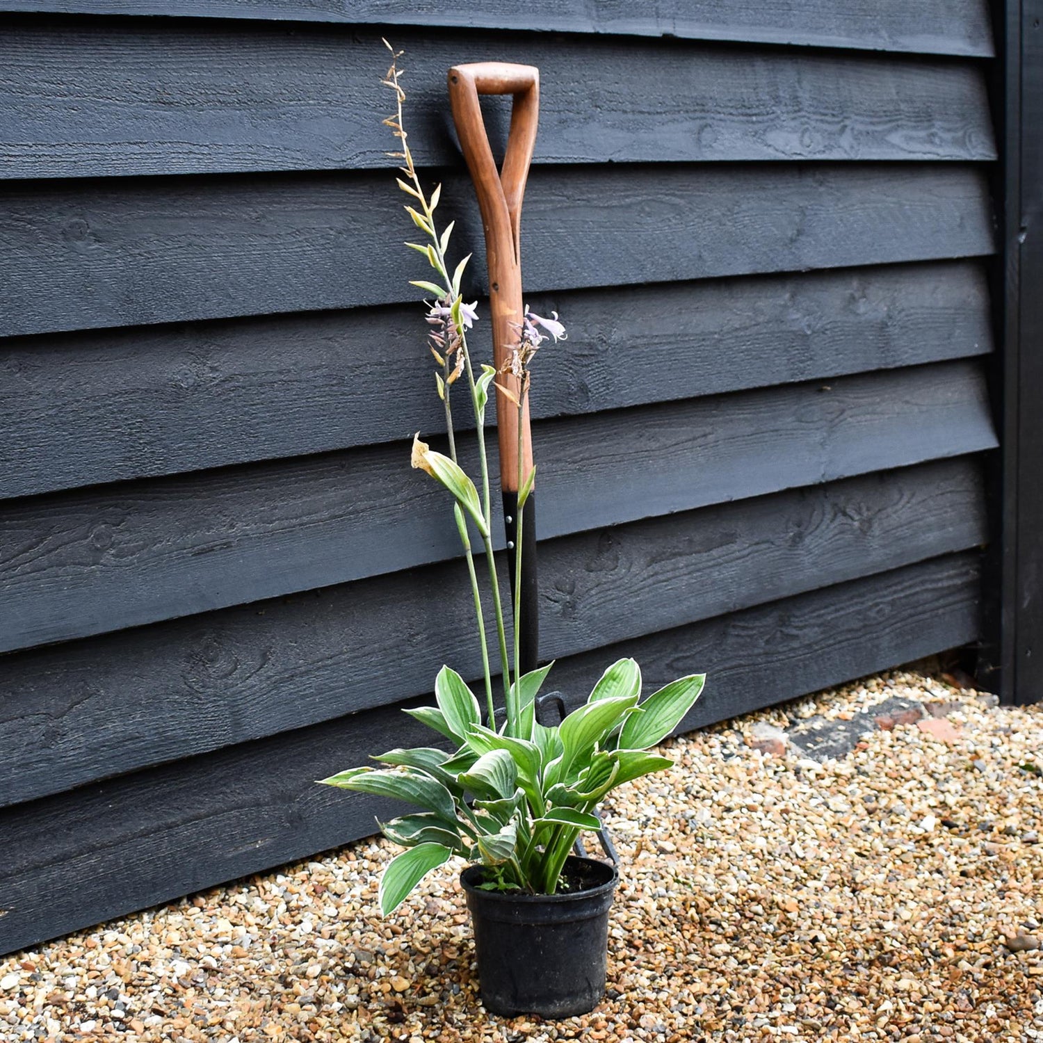 Hosta Francee | Plantain Lily 'Francee' - Deciduous Perennial - Height 30cm - 2lt