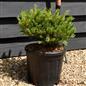 Pinus Parviflora 'Linda' - Height 20-30cm - Width 35-45cm - 8lt