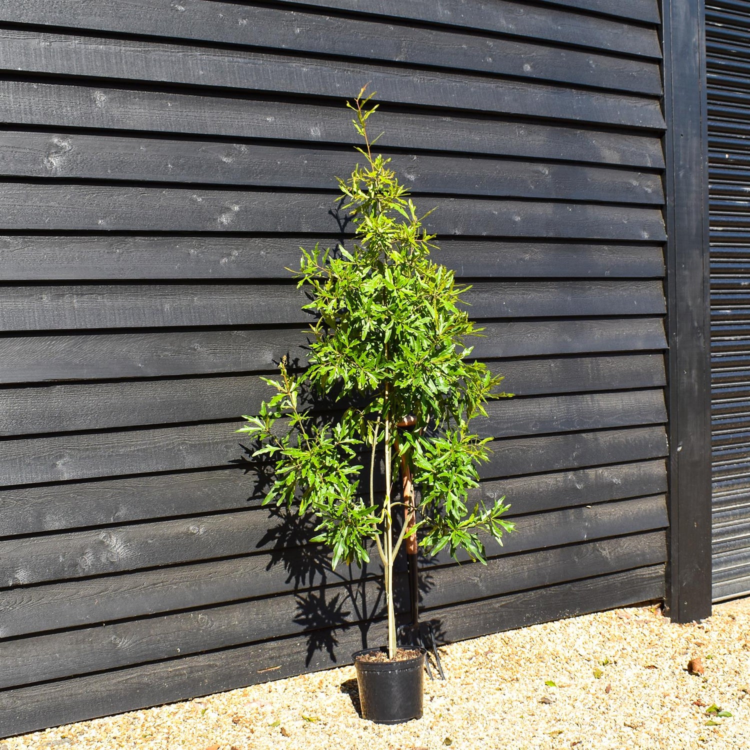 Water Oak | Quercus nigra - Height 150-180cm - Pot Grown - 10lt