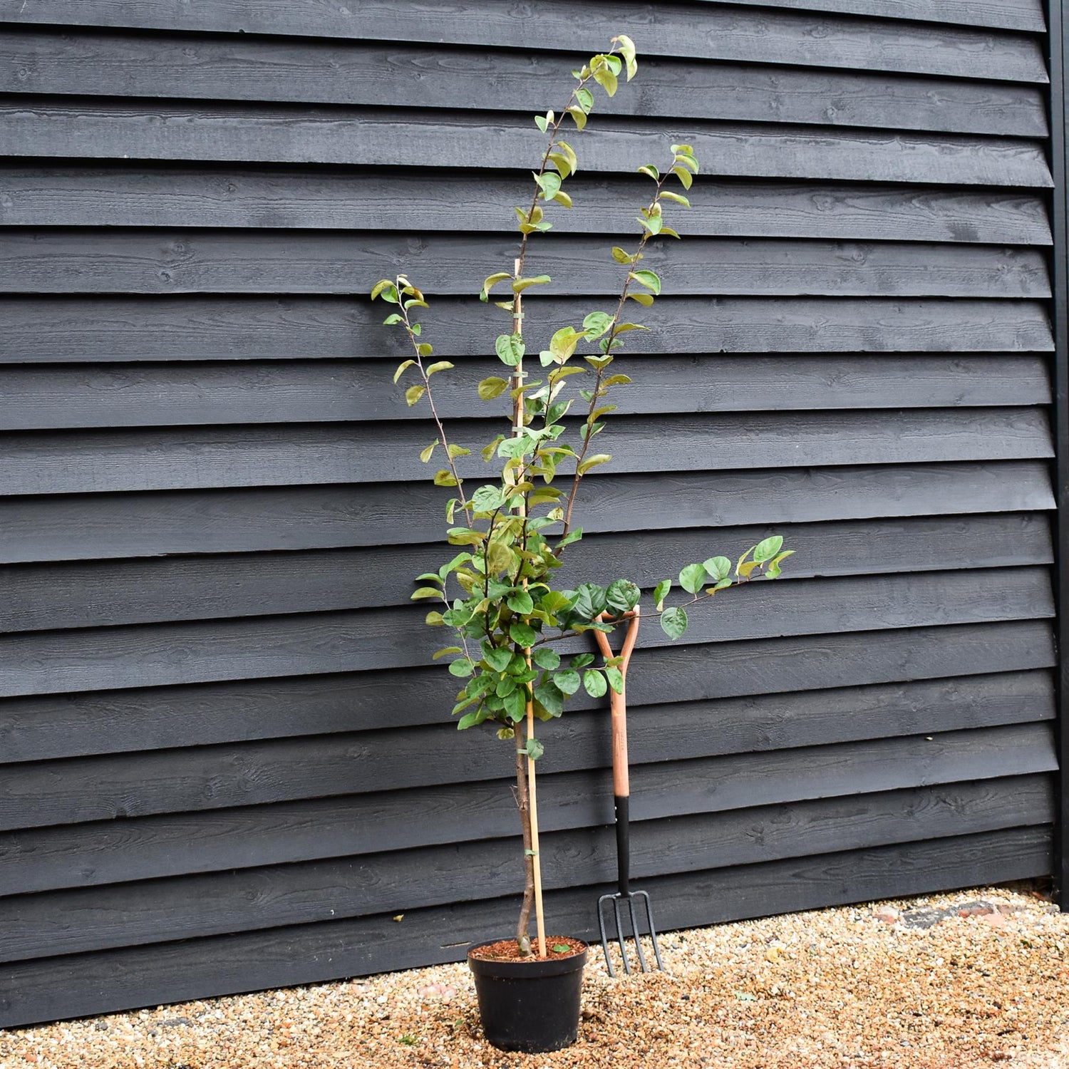 Quince 'Meeches Prolific' - Shrub - Height 175cm - 10lt