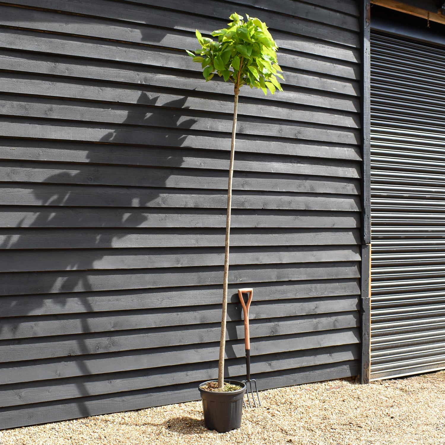 Indian bean tree | Catalpa Bungei  - Girth 8-10cm - Clear Stem 200cm - Top Graft - Height 265-285cm - 20lt