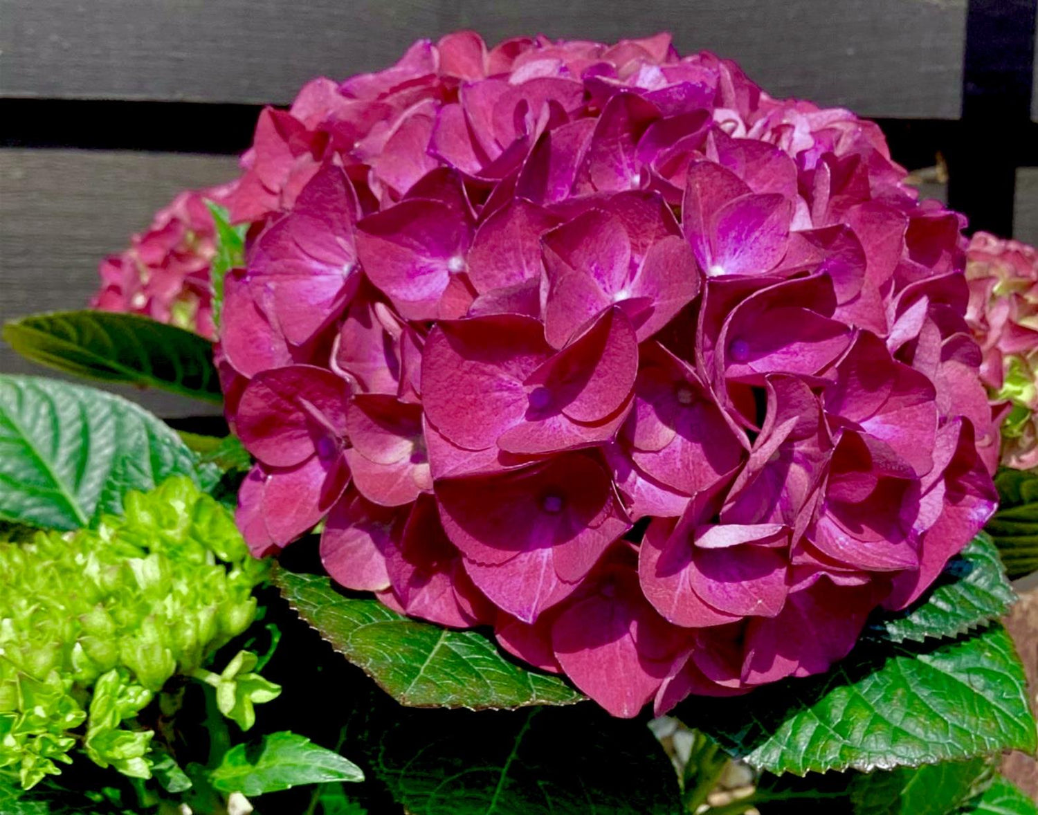 Hydrangea Original Mophead - Red | Red Hydrangea 20-30cm - 5lt