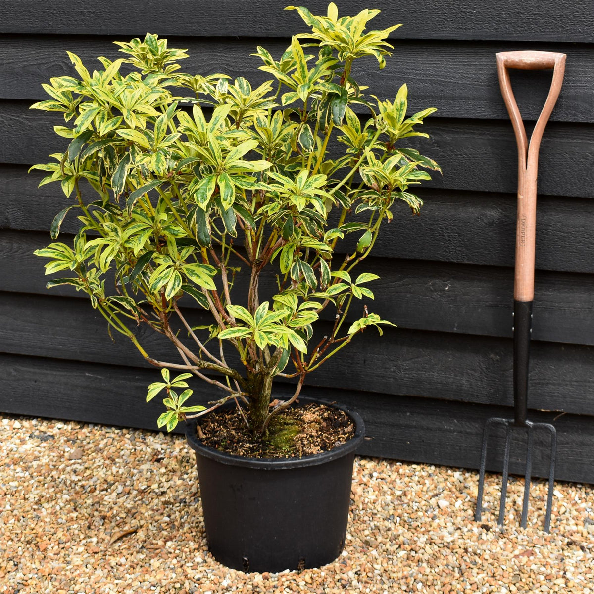 Rhododendron 'Golden Green Gift' - Shrub - Height 60-70cm - 20lt