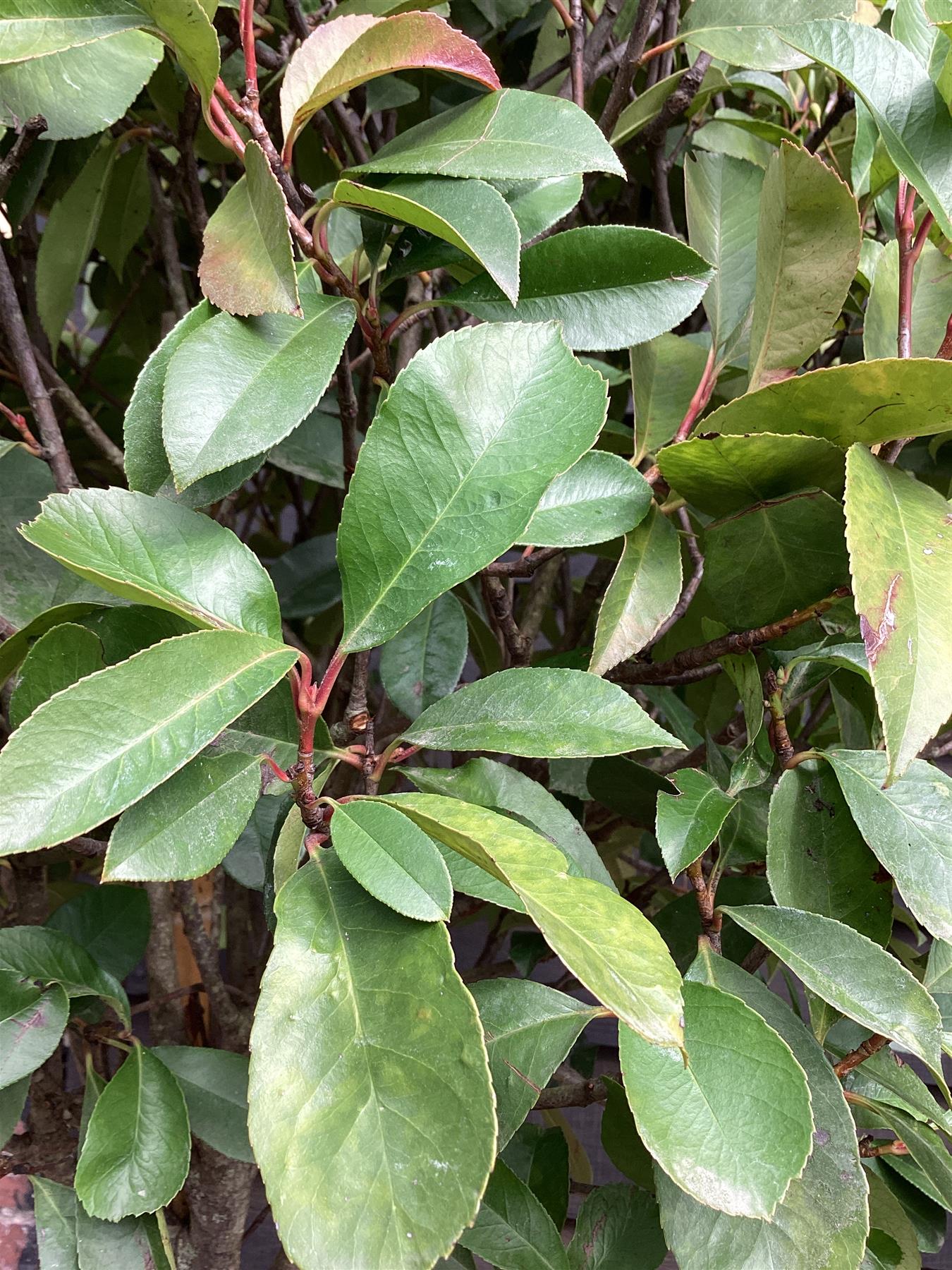 Photinia Red Robin | Christmas berry 'Red Robin' - 1/2 std Clear Stem - 160-180cm, 35lt