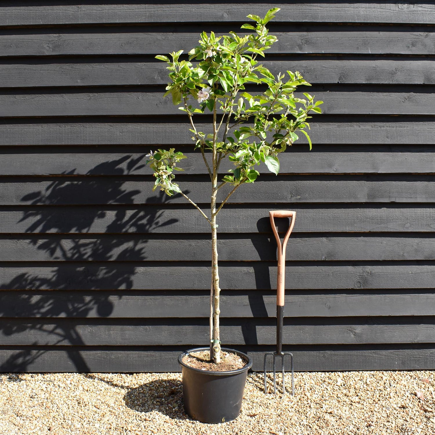 Apple tree 'Kidd's Orange Red' | Malus domestica - MM106 - Semi-Dwarfing - Height 160-170cm - 20lt