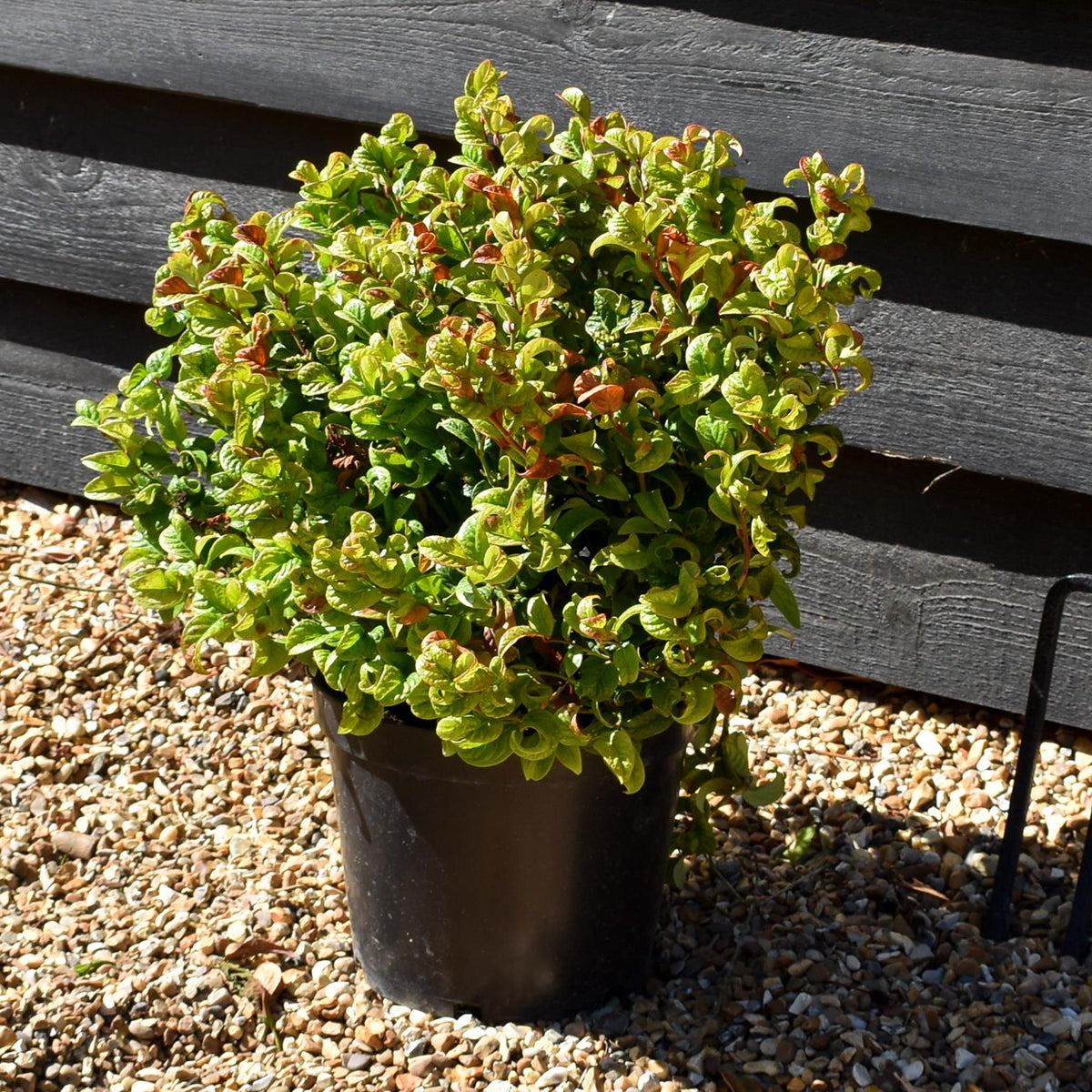 Leucothoe Axillaris 'Curly Red'| Dog Hobble - Height 20-30cm - 5lt