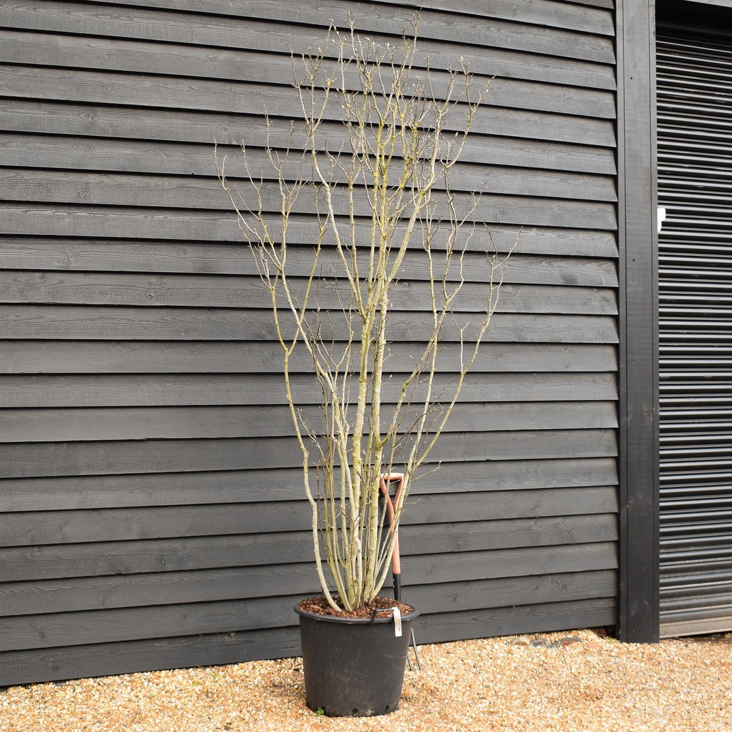 Magnolia Susan - Large Bushy - Multistem - Height 200-240cm - 70lt