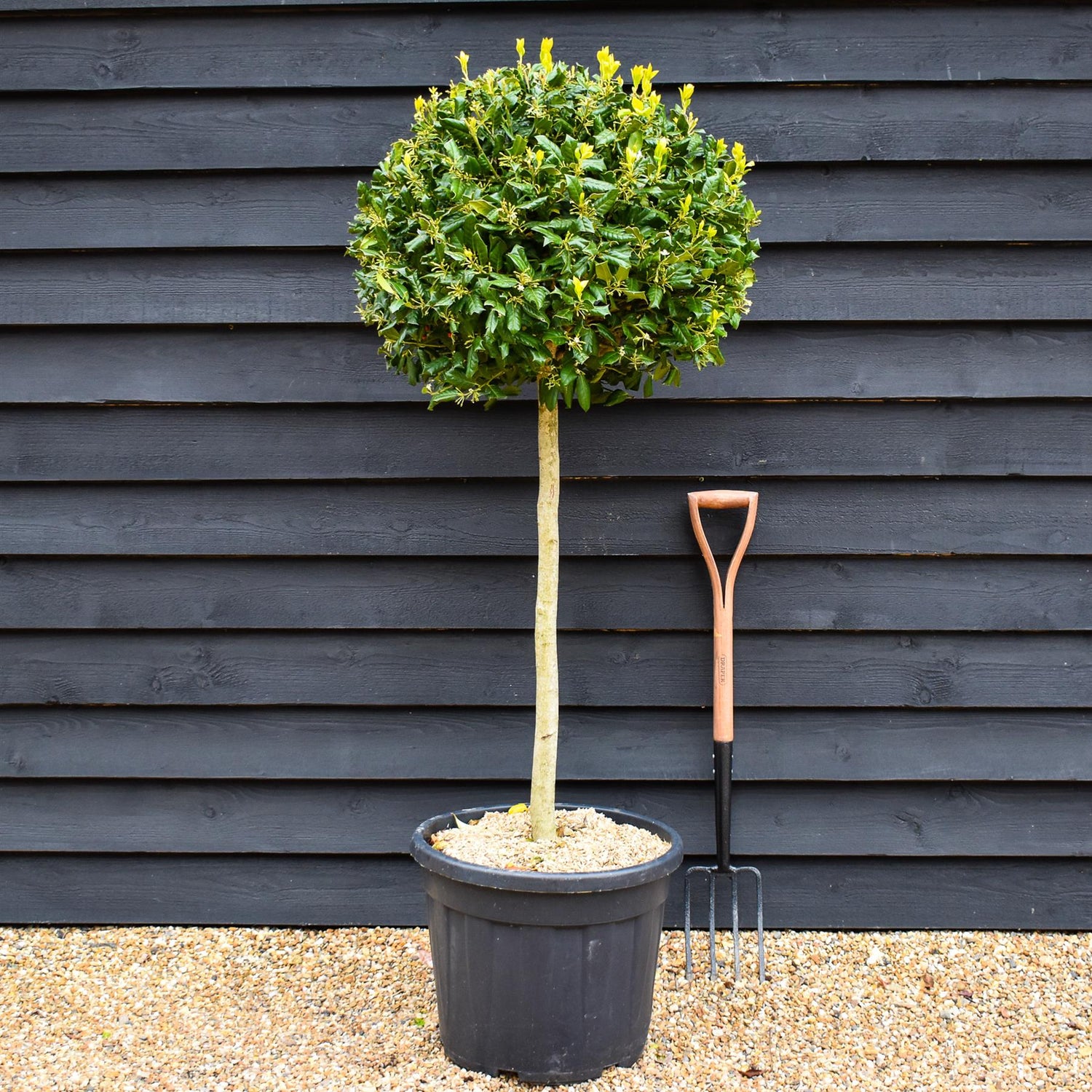 Ilex 'Nellie R. Stevens' | Holly 'Nellie R. Stevens' - Clear Stem 90cm - Height 130-140cm - 55lt