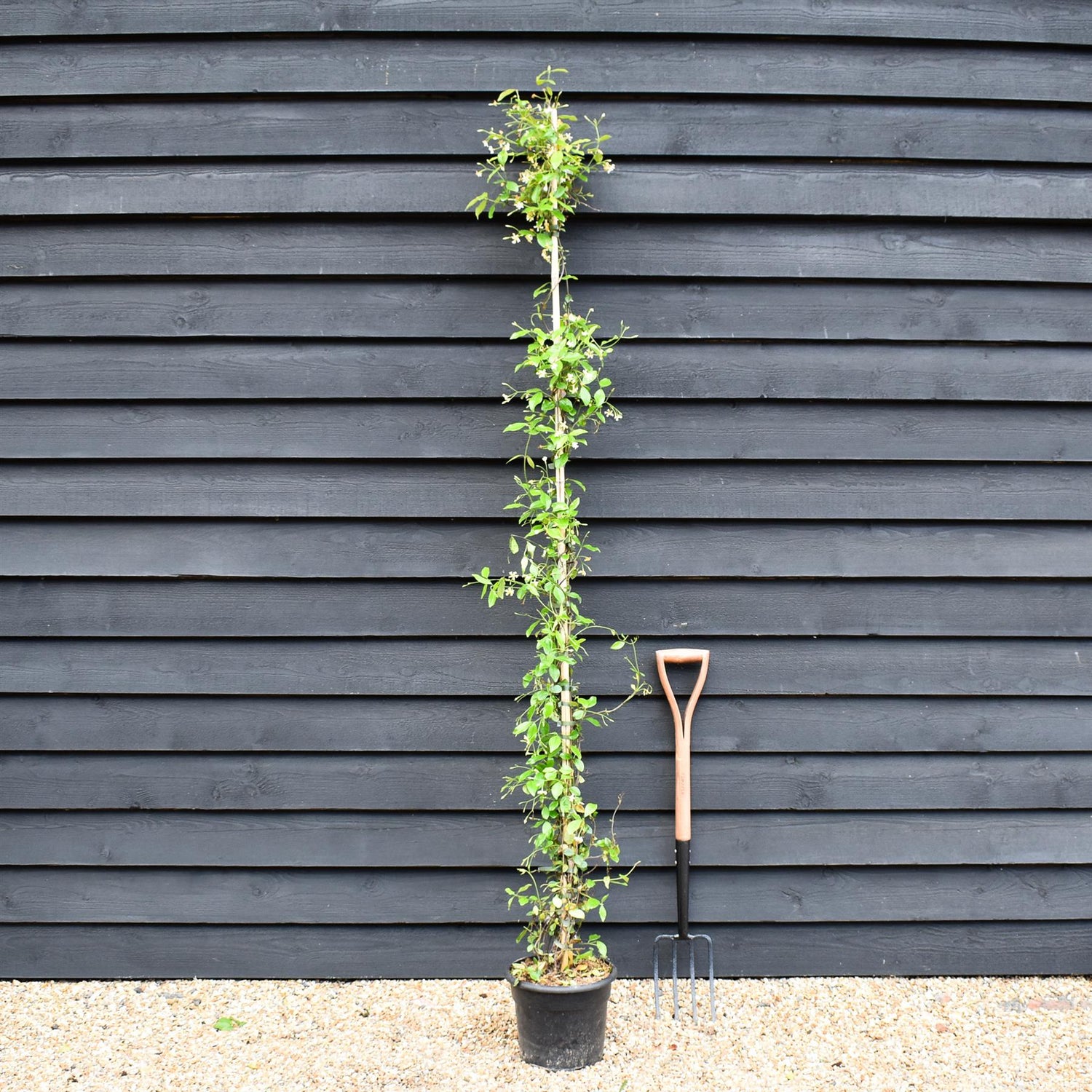 Trachelospermum jasminoides 'Star of Toscane' - Climber - Height 200-210cm - 10lt