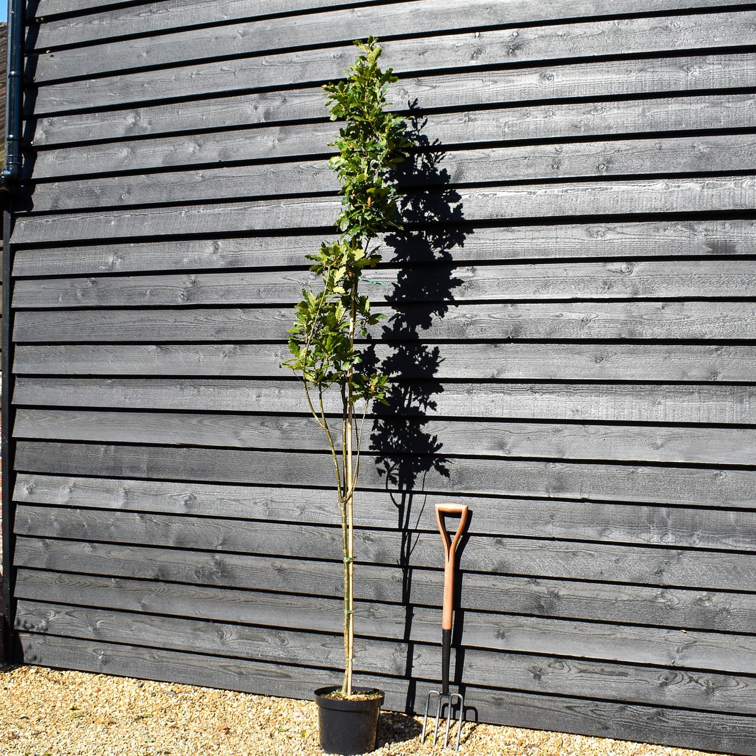Koster Upright Oak | Quercus robur 'Fastigate Koster' -  Height 200-220cm - 10lt