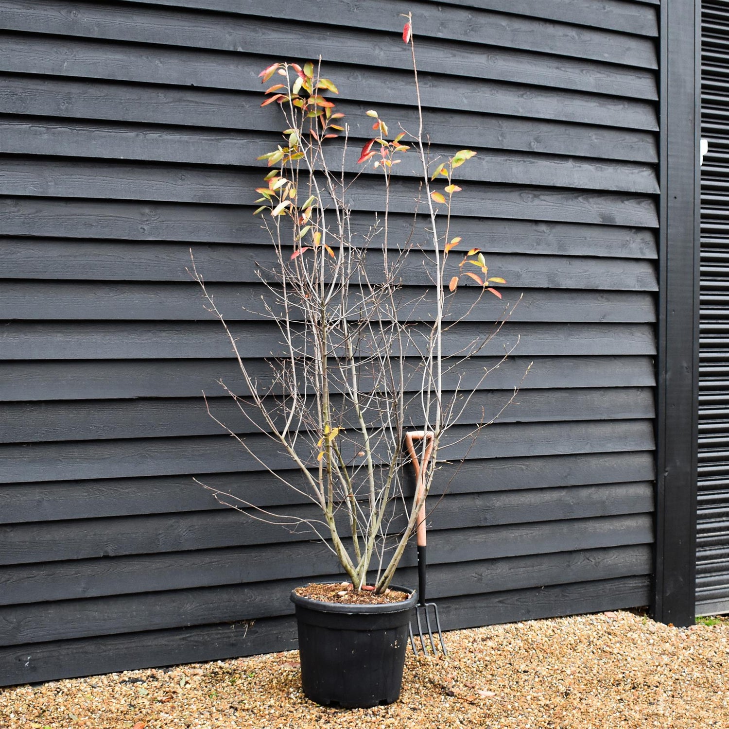 Amelanchier Canadensis -  Multistem - Height 200-250cm - 70lt