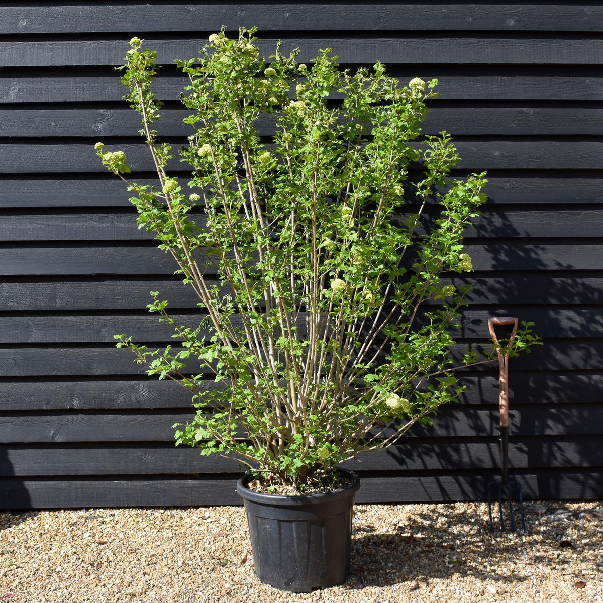 Viburnum Opulus - Multistem - 140-160cm - 55lt