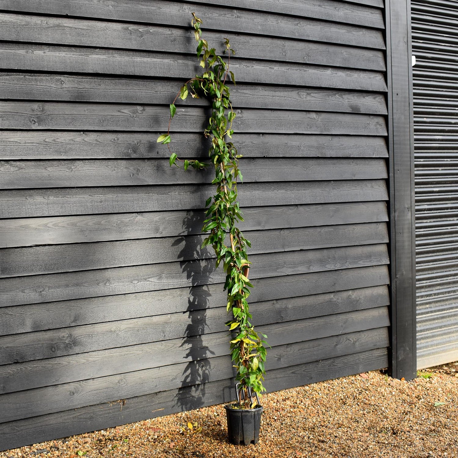 Lonicera 'Copper Beauty' - Evergreen Honeysuckle - Climber - Cane - Height 180-200cm - 9lt