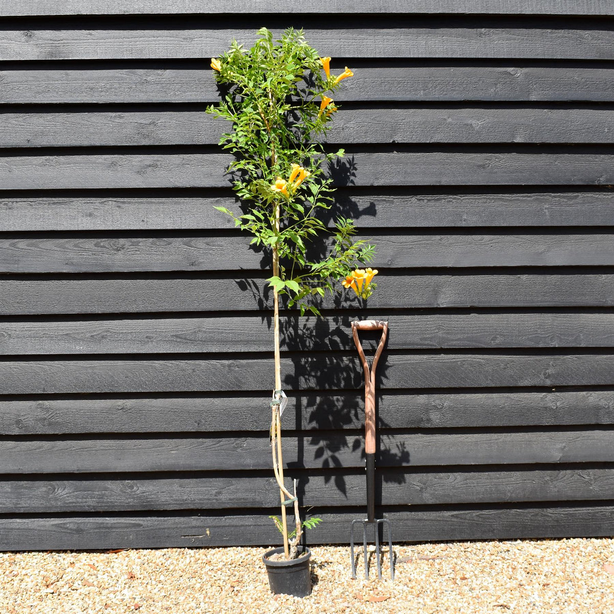 Campsis 'Flava' - Deciduous Climber - Height 180-200cm - 9lt