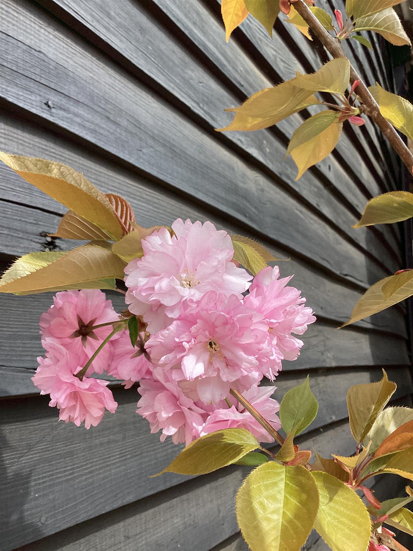 Prunus 'Kanzan' 1/2 Standard | Cherry ‘Kanzan’  - Girth 10 - 12cm - Height 180-210cm, 25lt