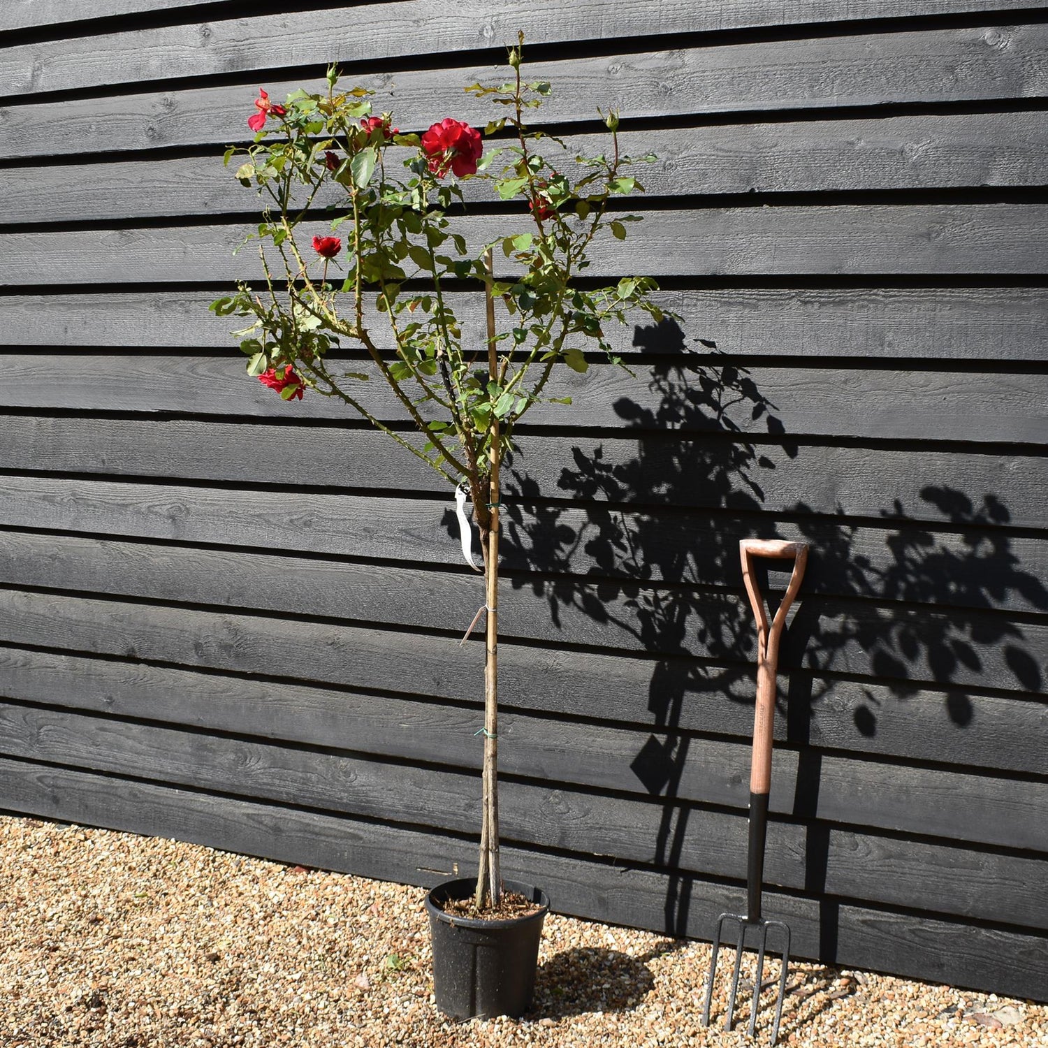 Rose 'Vermiglio Intenso' - Clear Stem 80-90cm - Height 130-160cm - 18lt