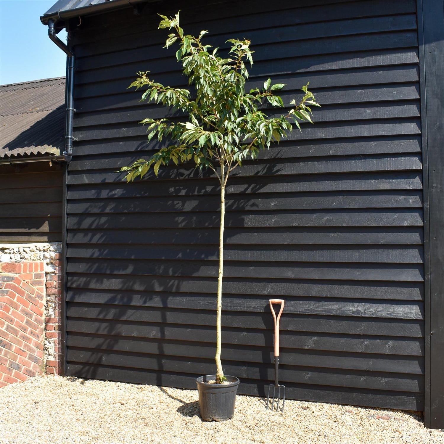Japanese Flowering Cherry | Prunus serrulata 'Ukon' - Height 200-220cm - Girth 6-8cm - 45lt