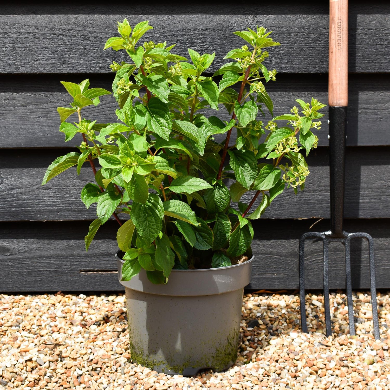 Hydrangea paniculata 'Silver Dollar' - Shrub - Height 40-50cm - 7.5lt