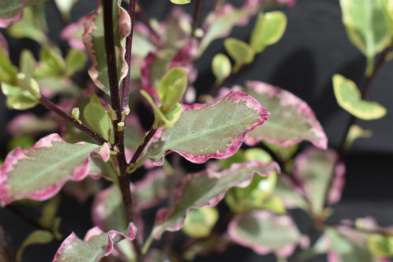 Pittosporum tenuifolium 'Elizabeth' - 15-25cm - 3lt