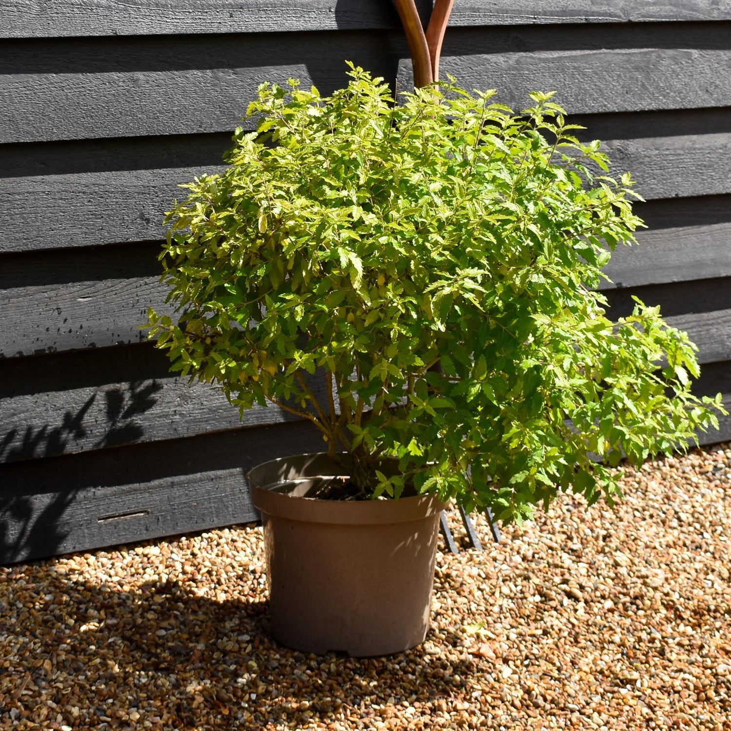 Caryopteris x clandonensis 'Summer Sorbet' | Summer Sorbet 20-50cm - 10lt
