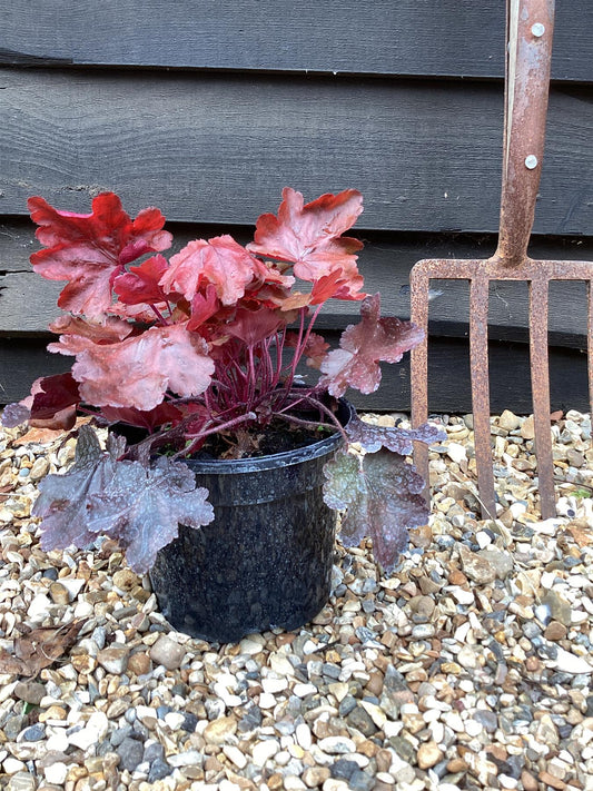 Heuchera 'Fire Chief' (Coral Bells) - 3lt