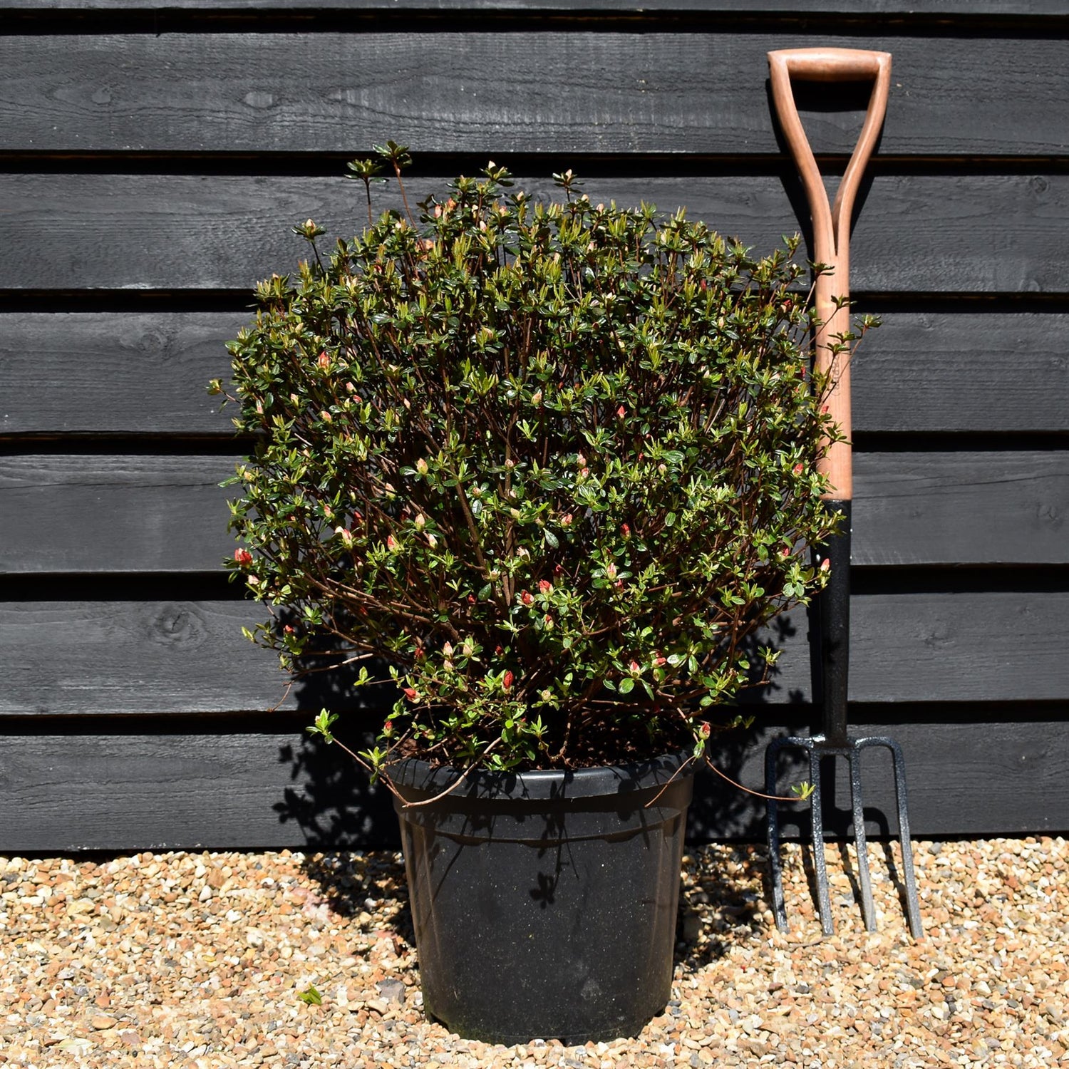 Azalea Japonica 'Stewartstonian' - 75cm - Bushy - 15lt