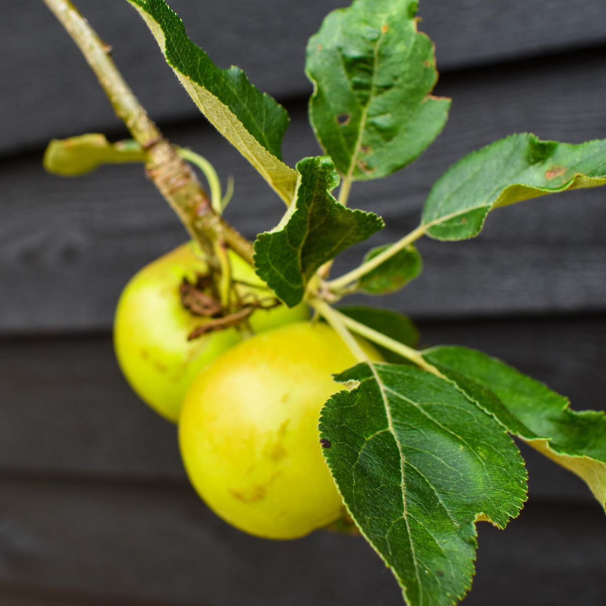 Apple tree 'Scrumptious' | Malus domestica - M26 - Semi-Dwarfing - 160-180cm - 12lt