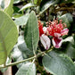 Feijoa (acca) sellowiana | Pineapple Guava Tree 1/2 std Clear Stem - 130-140cm, 20lt